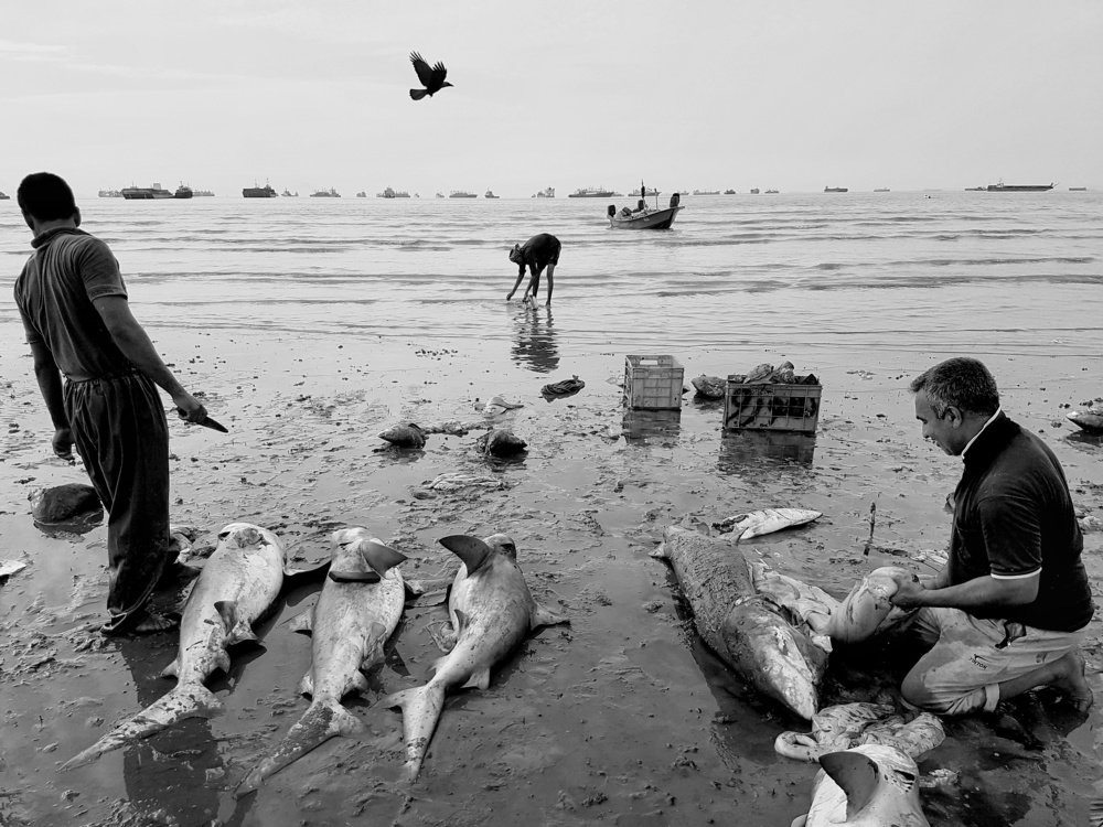 Photograph by  Mobin Mayeli