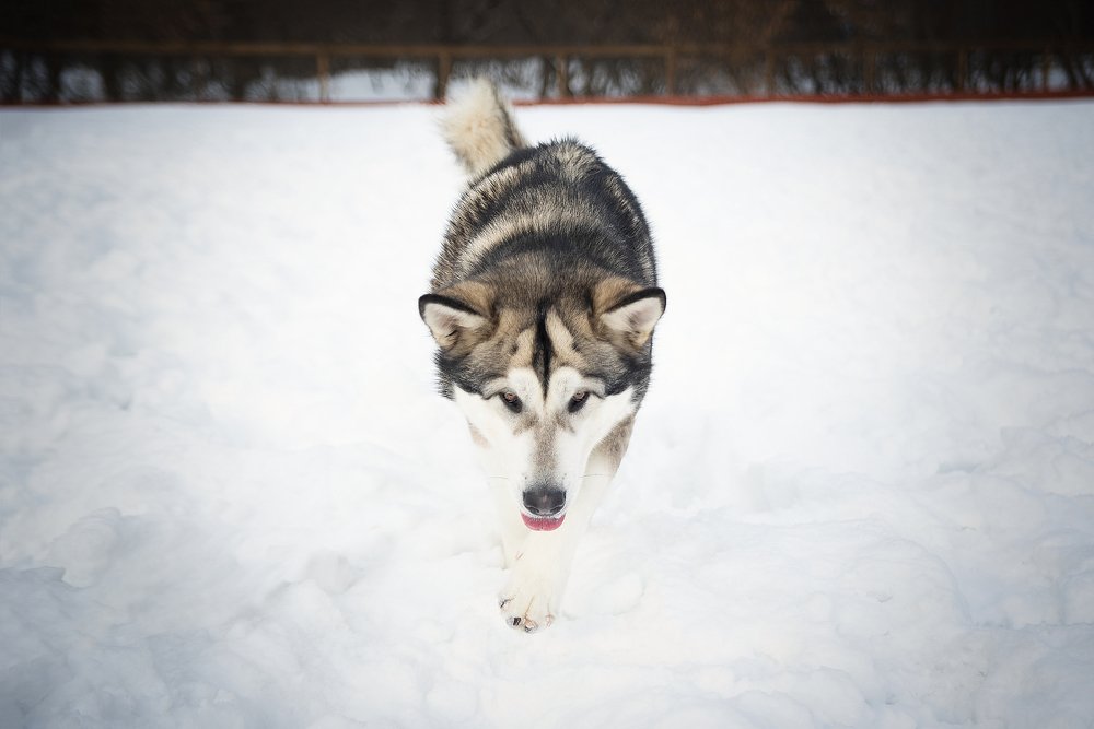 Photograph by Мария Ратушная