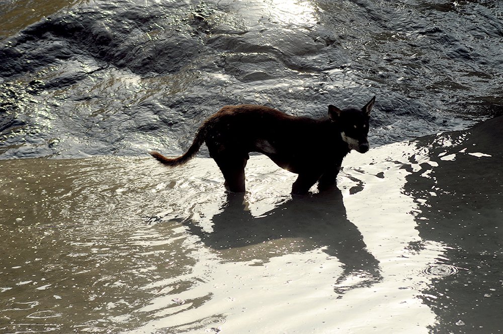 Photograph by  MD DIDARUL ALAM CHY