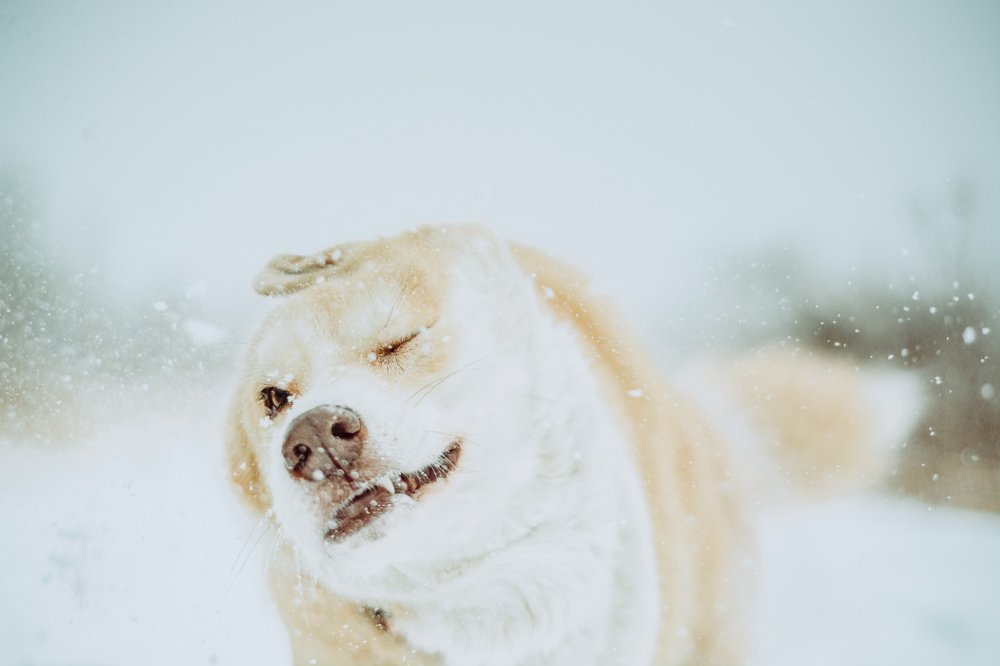 Photograph by Liguanna Anna