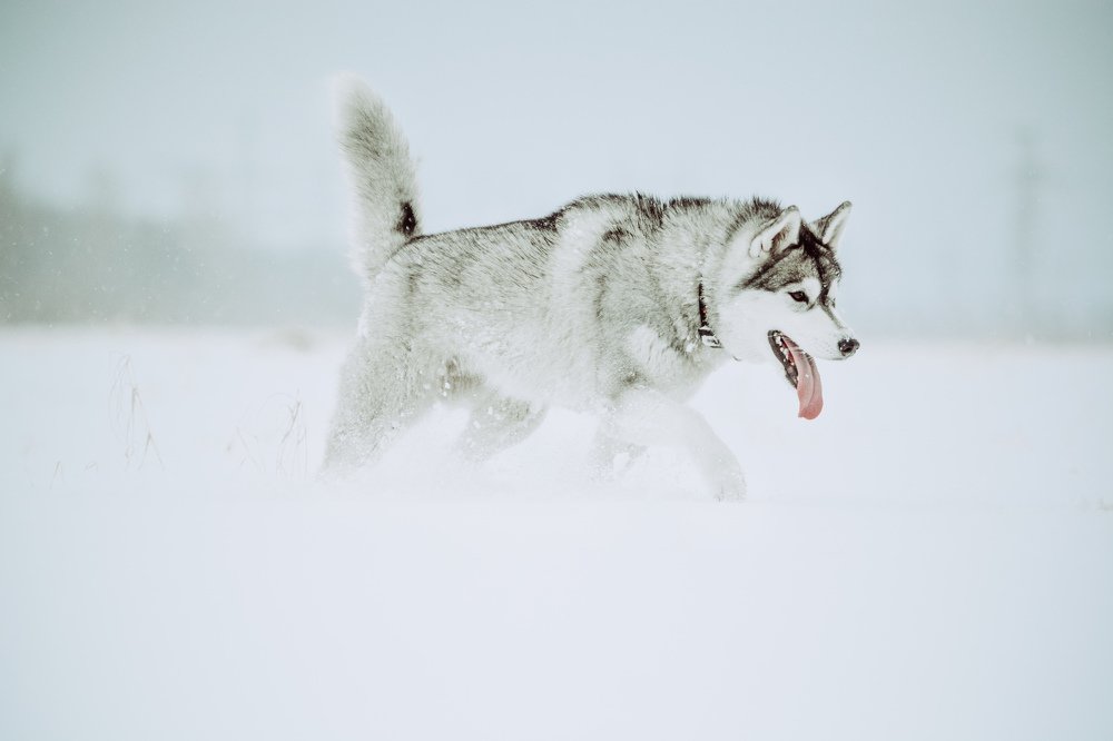 Photograph by Liguanna Anna