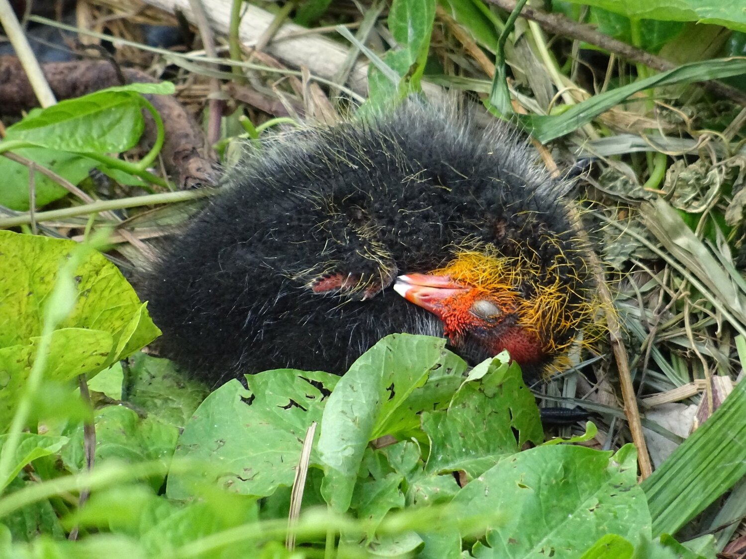 Sleeping Baby Coot