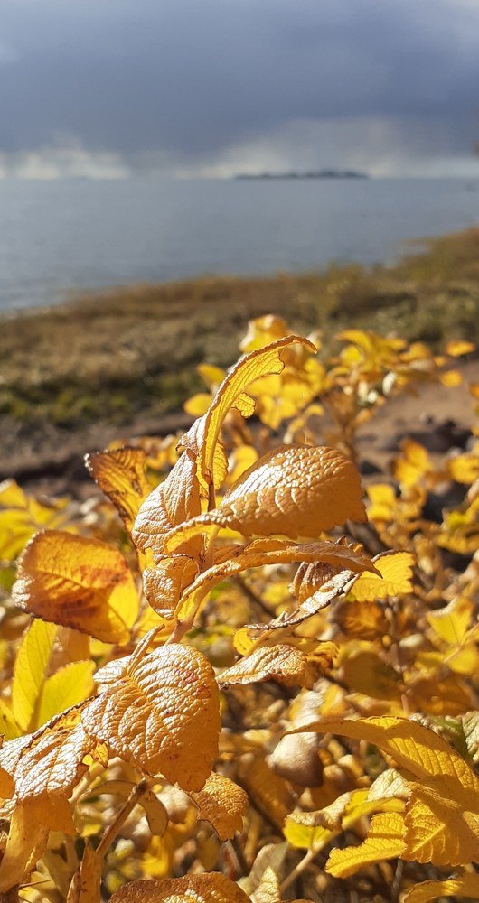 Золотая осень в Сестрорецке