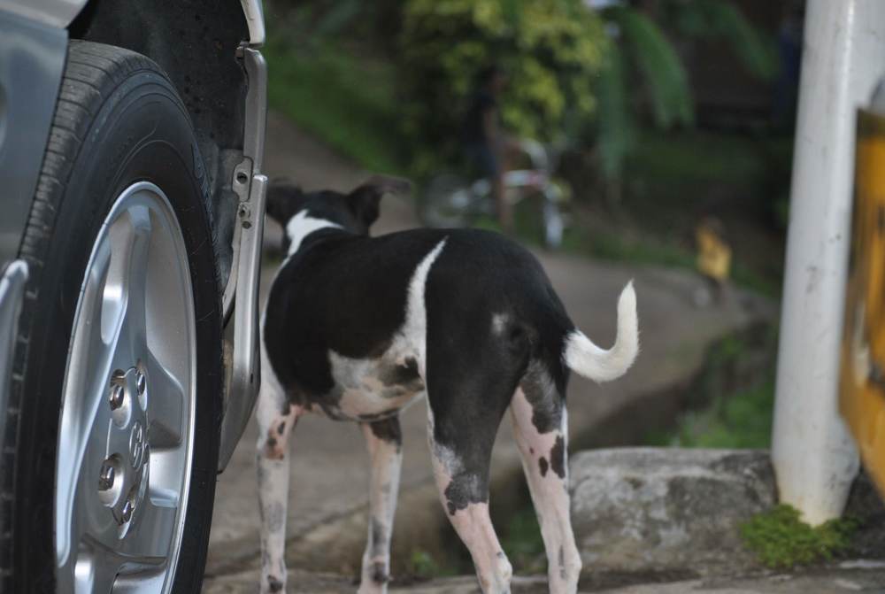 Фотография автора Bobbinton Braithwaite