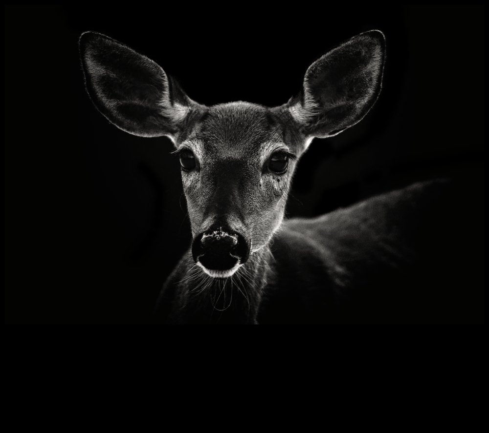 Photograph by Marc-Alain Ferragne