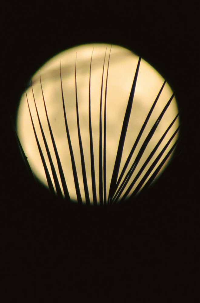 Photograph by SUSMITA SARDAR