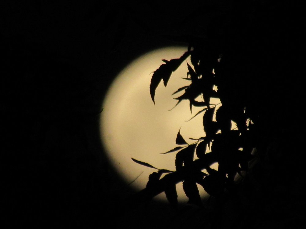 Photograph by SUSMITA SARDAR