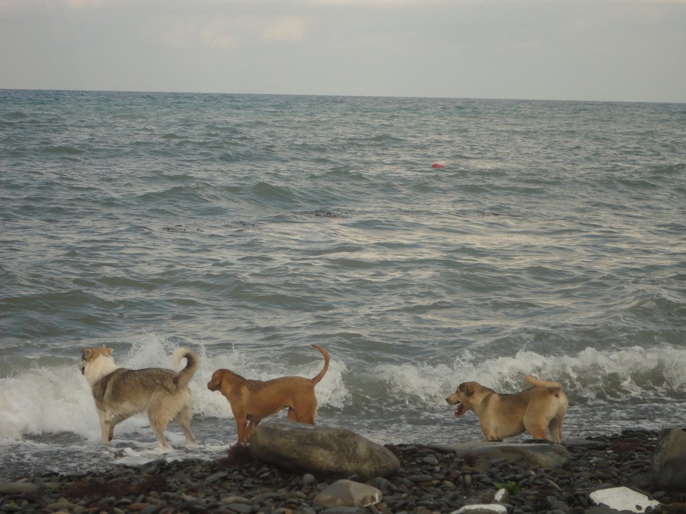 Photograph by Светлана Гринцова