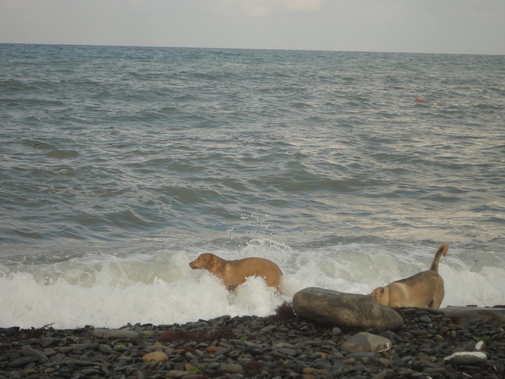 Photograph by Светлана Гринцова