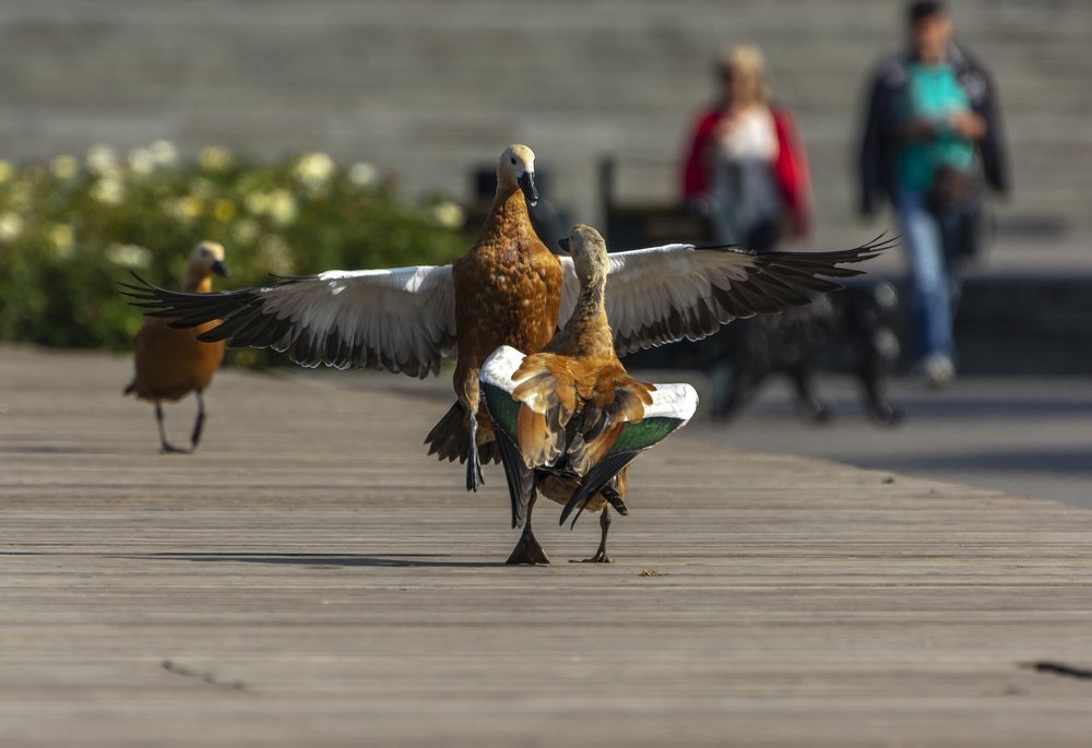 Photograph by Ирина Вершинина