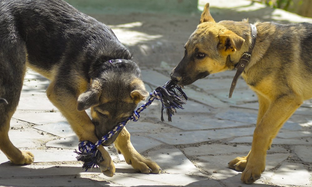 Photograph by  Reza Mohammadi