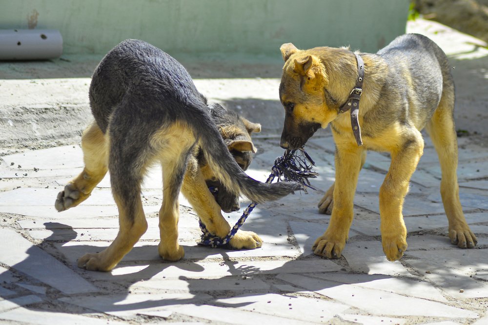 Photograph by  Reza Mohammadi