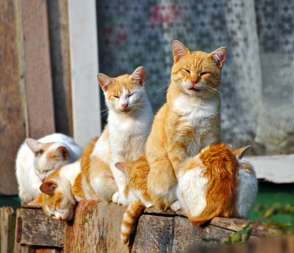 Фотография автора Антип