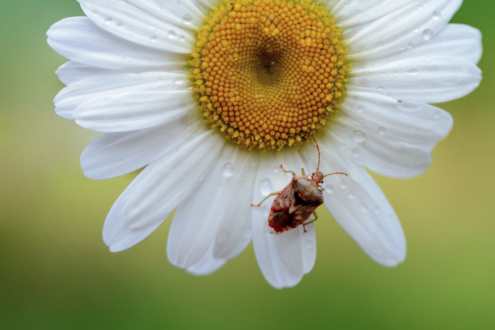 Photograph by Владимир Янчук