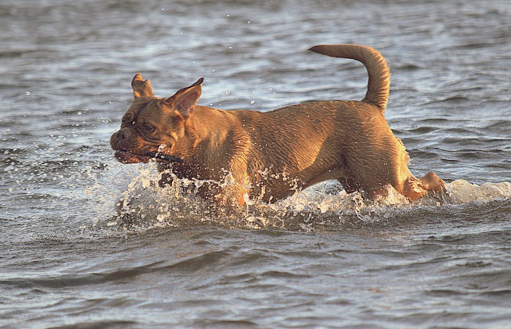 Рад служить хозяину! / Prieks kalpot īpašniekam!