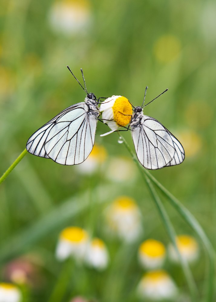 Photograph by Emilia Tsoncheva