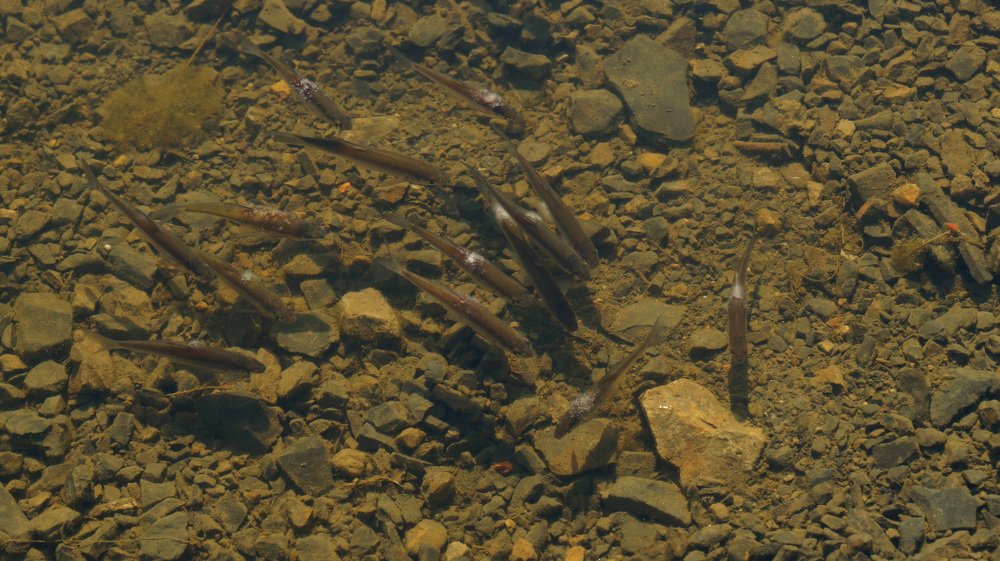 Отравленные воды