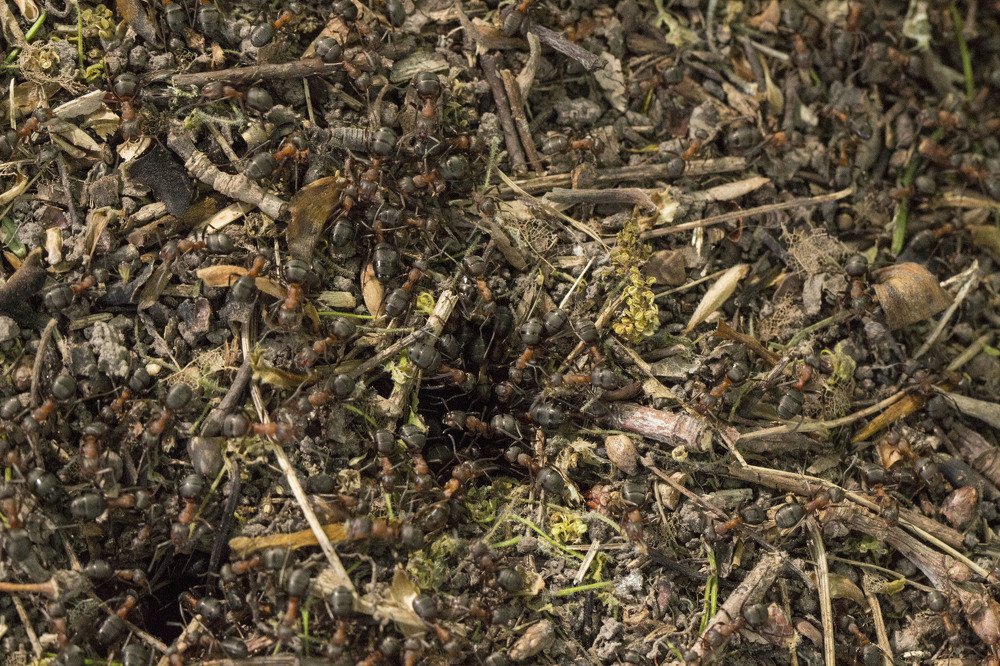 Фотография автора Олег Комарицкий