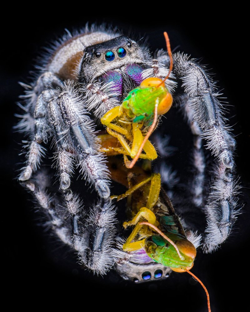 jumping spider
