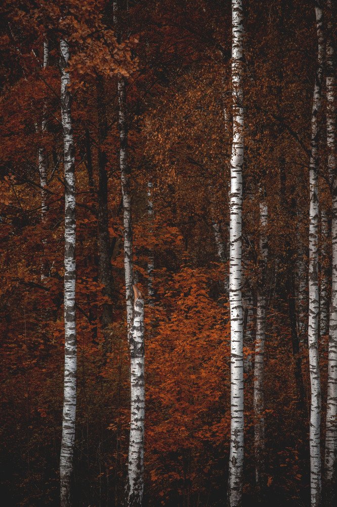 Photograph by Arta Joma