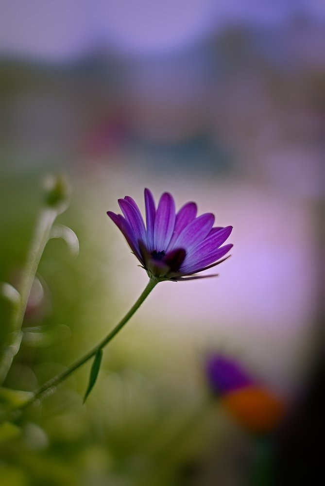 Photograph by  Pablo