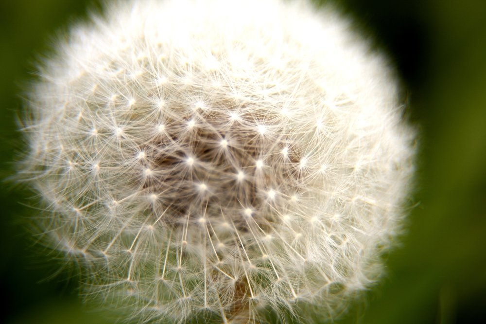 Одуванчик