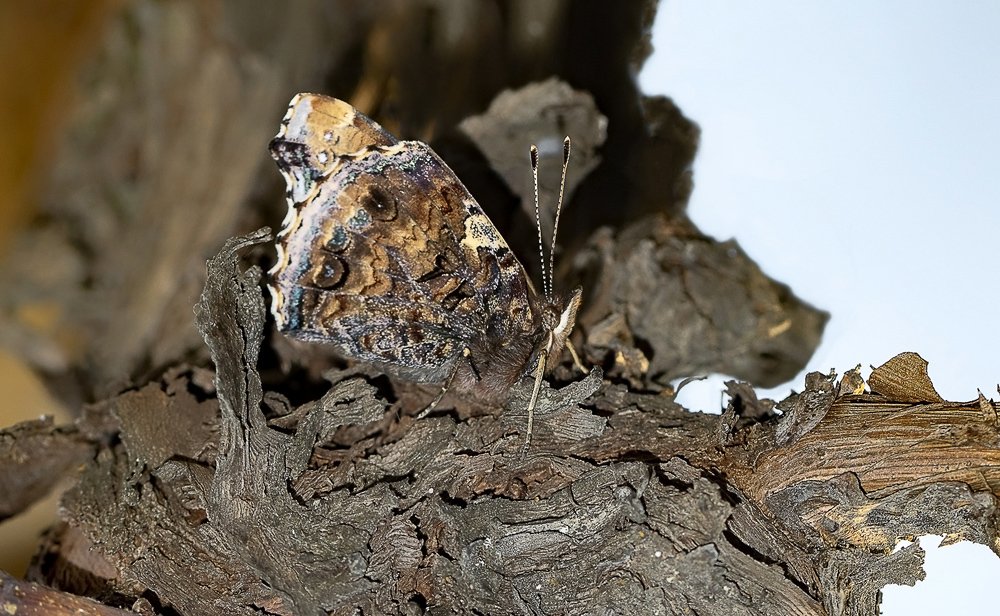 Заблудившаяся...