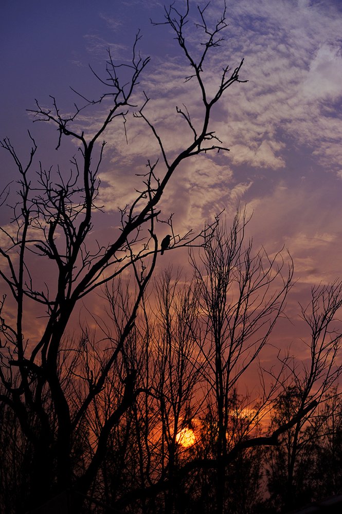 Photograph by  MD DIDARUL ALAM CHY