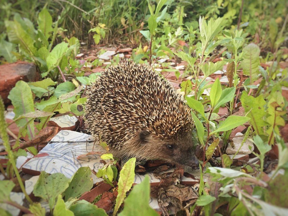 Photograph by Екатерина Амирасланова