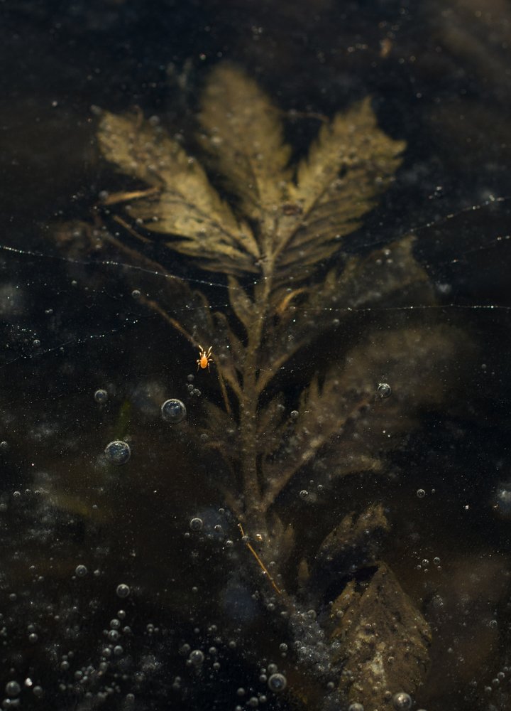 Photograph by Михаил Магид