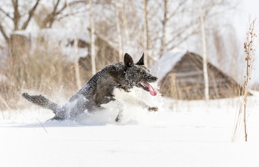 Photograph by Сергей Метелица