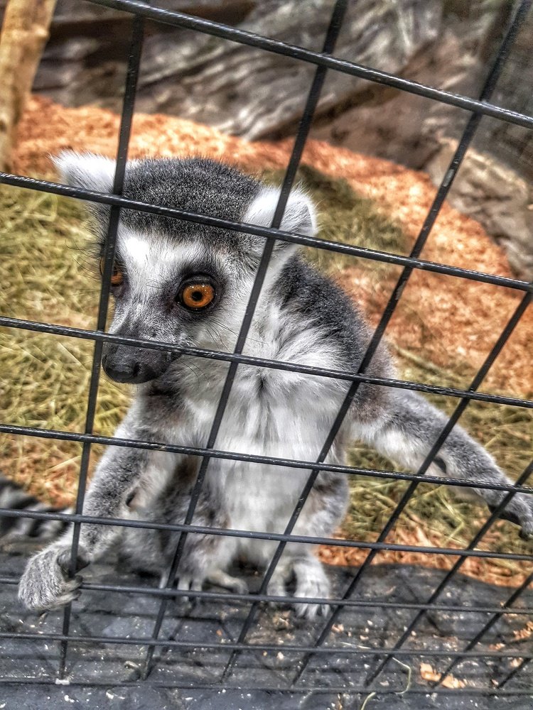 Фотография автора Nani Matua