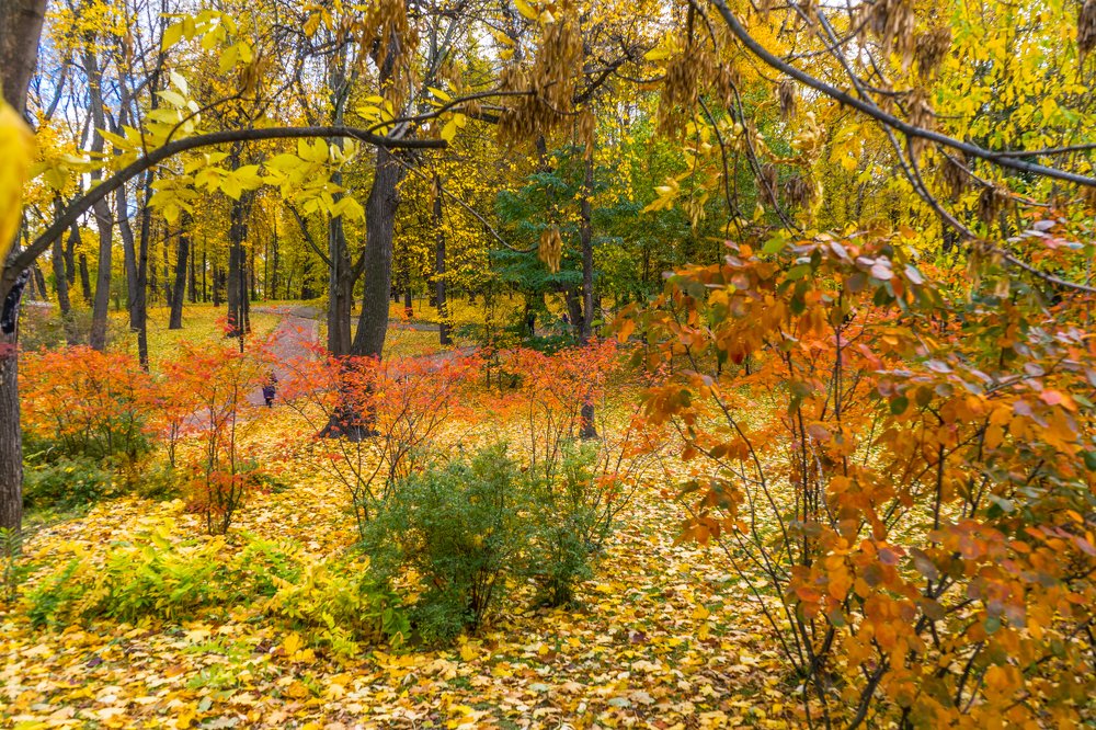 Autumn in the Park Neskuchny Sad