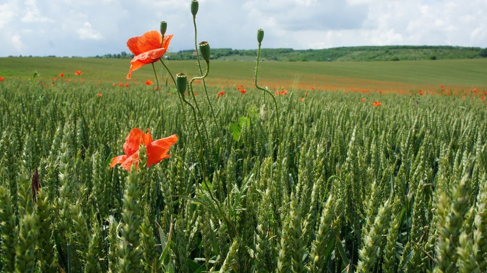 Фотография автора Дмитрий Градинар