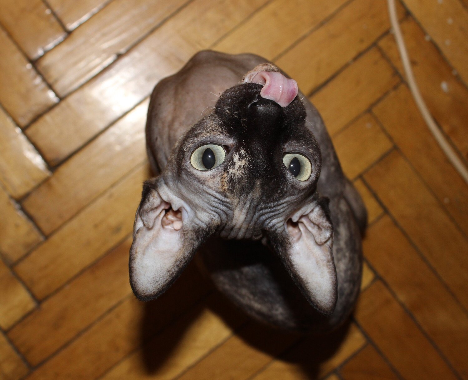 Photo #3894566