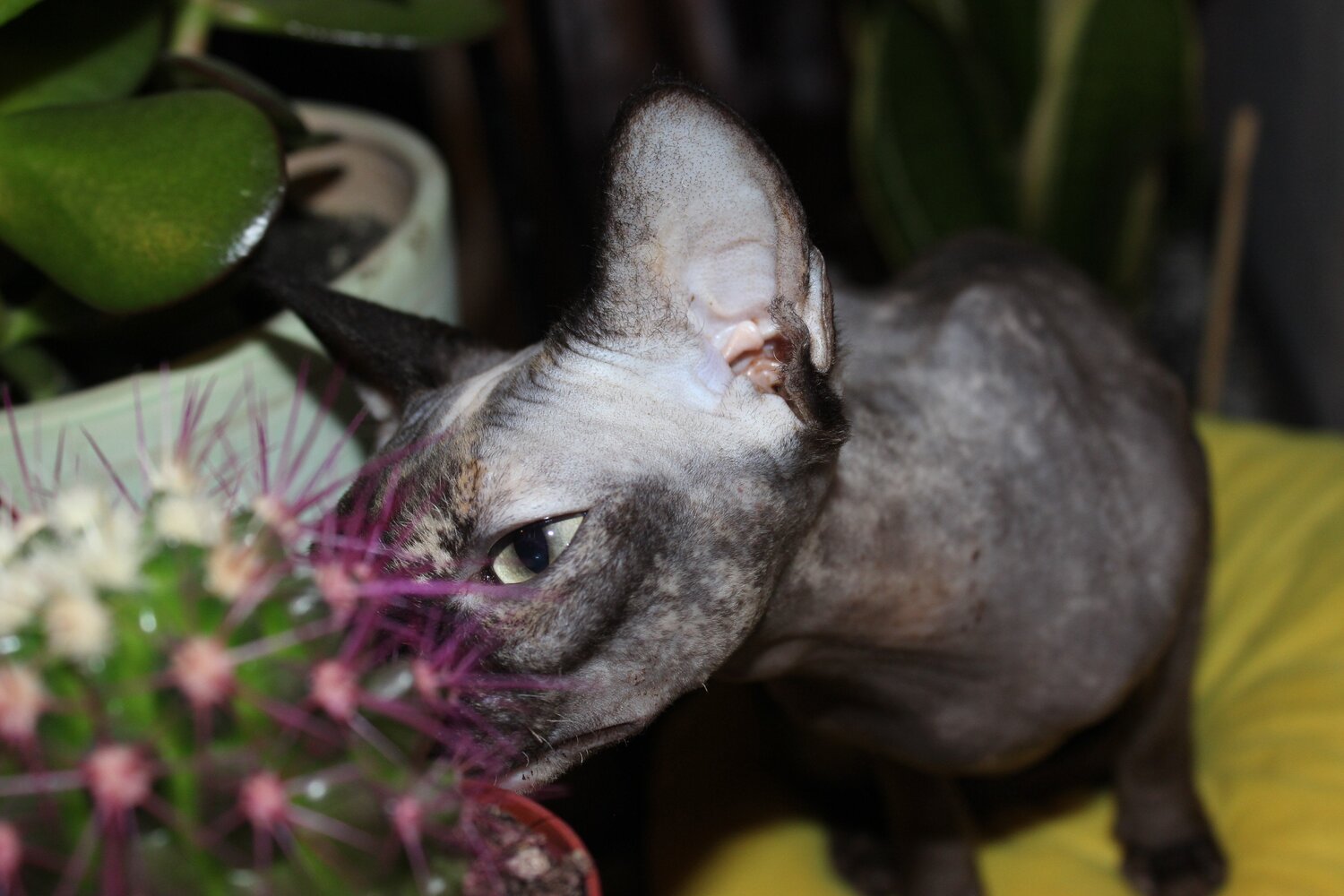 Photo #3894571