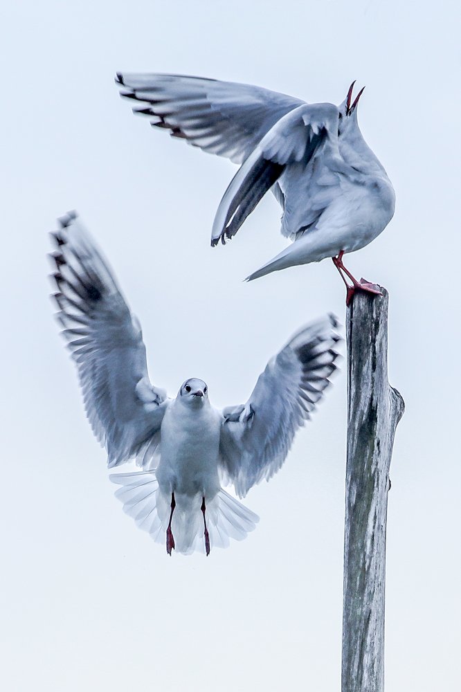 Ballet -  балет