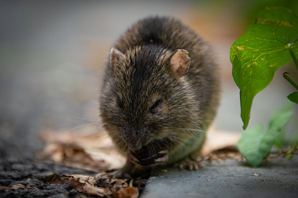 Фотография автора Оксана Белозерская