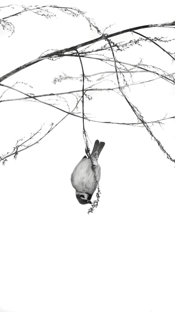 Photograph by Андрей Щербинин