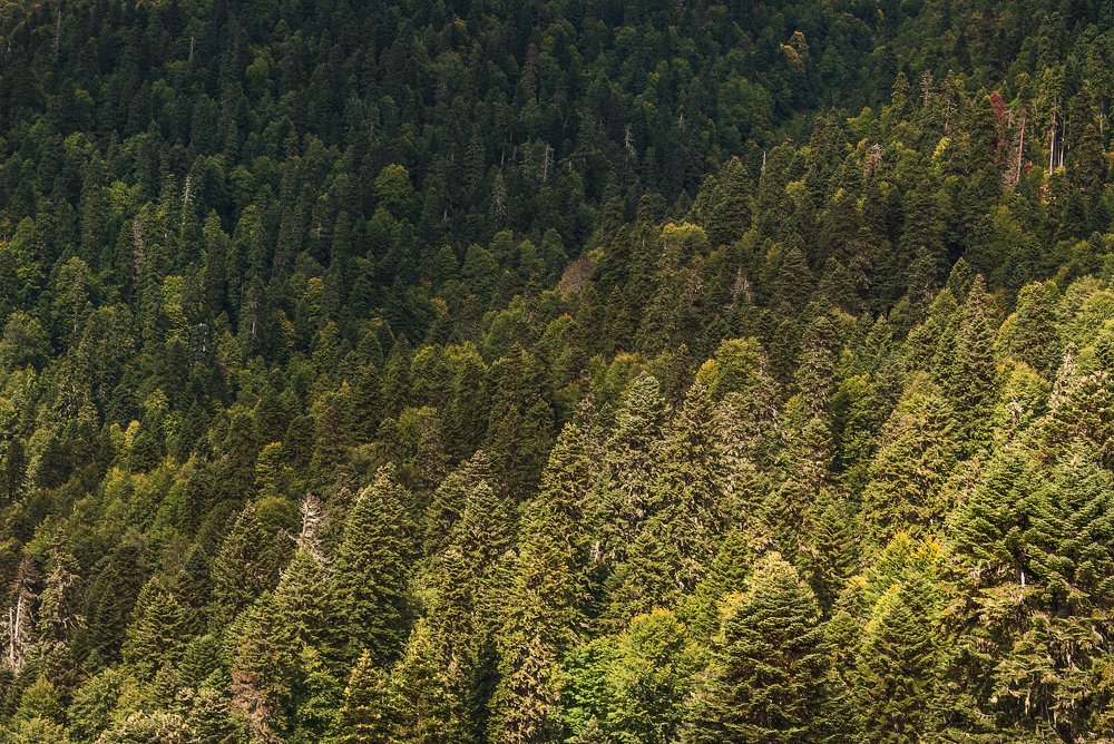 Верхушки леса