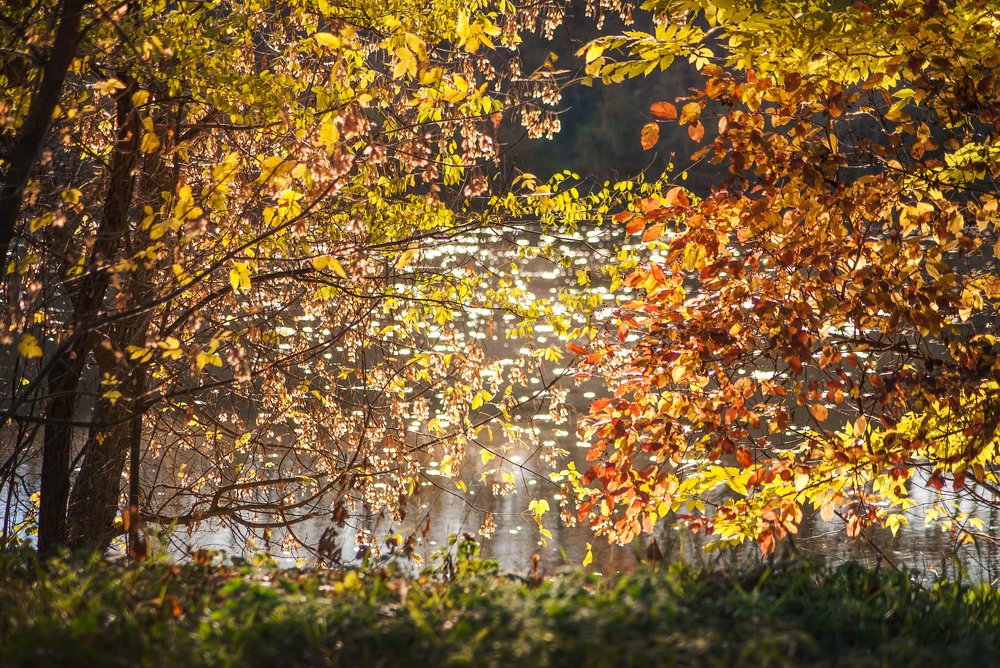 Янтарные блики осени