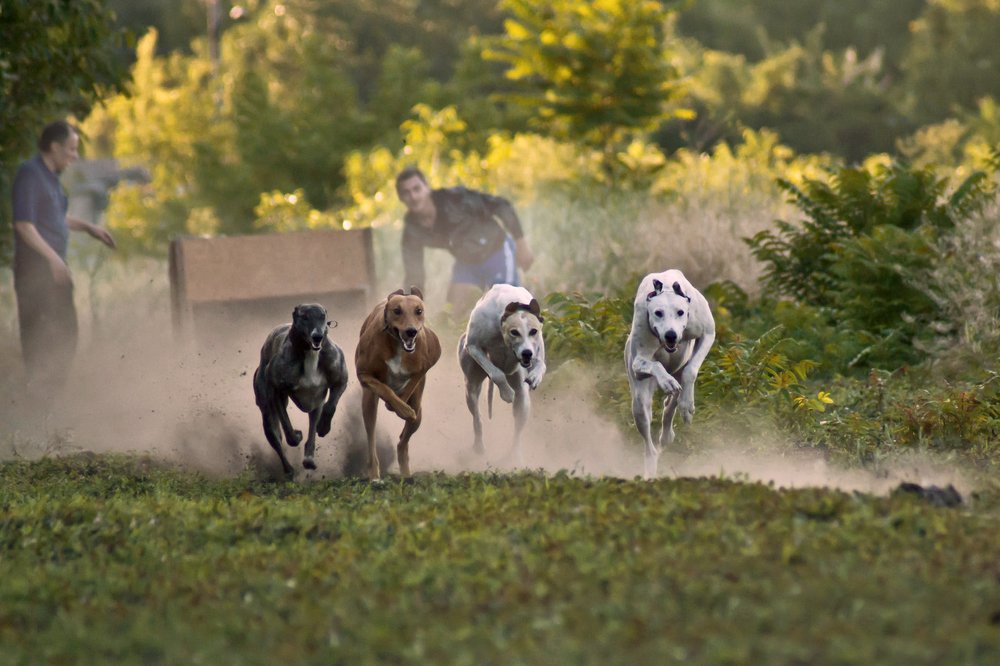 Забег греев