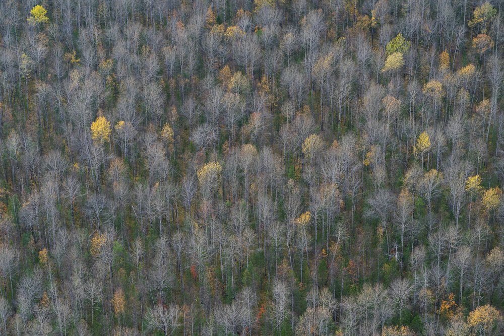 Тайга в сентябре