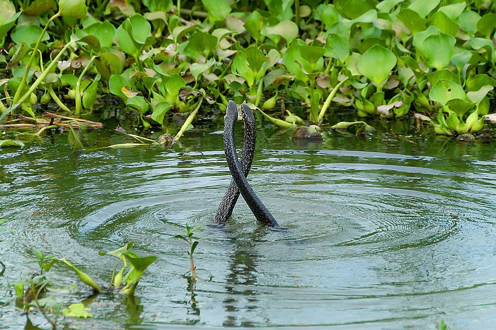 Photograph by Samsul Huda Patgiri