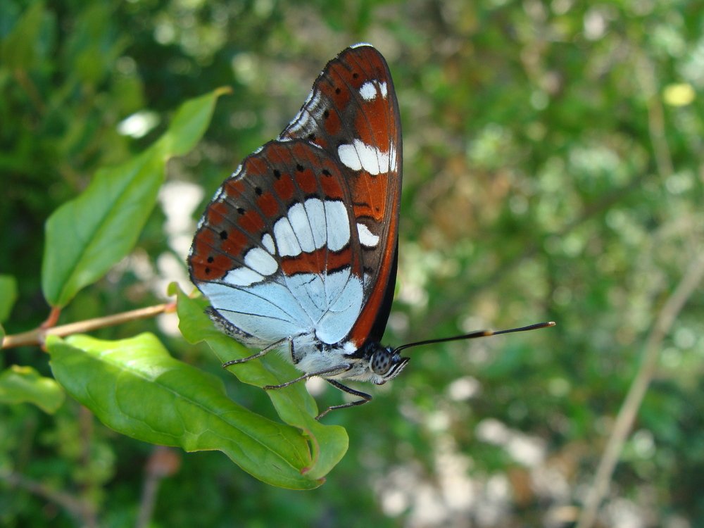 The short meeting with Prince