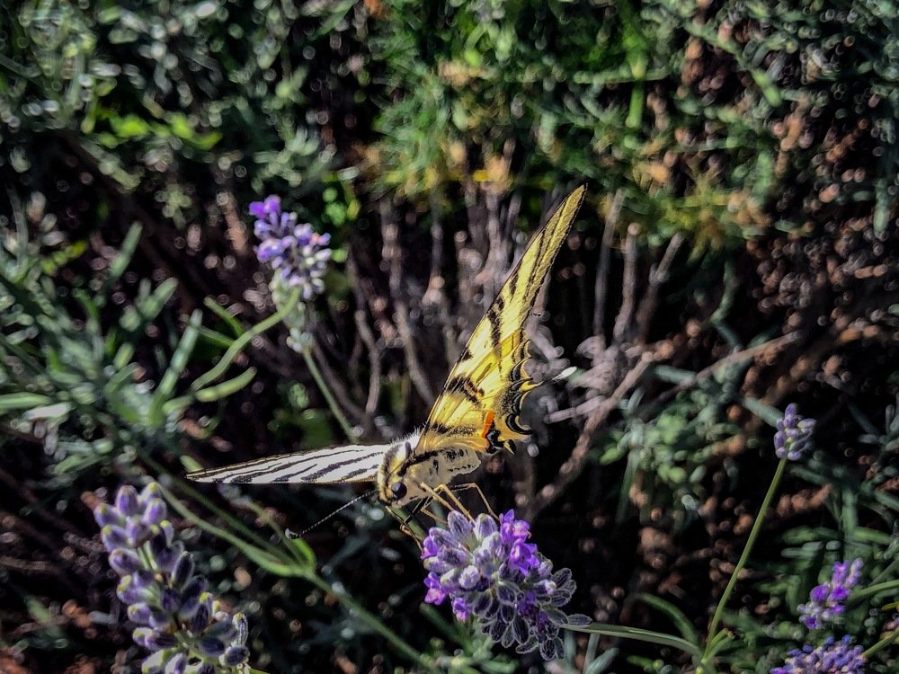 The moment of beauty