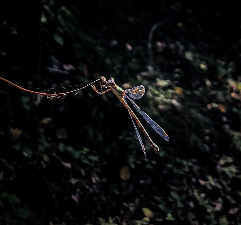 Moment of dragonfly landing