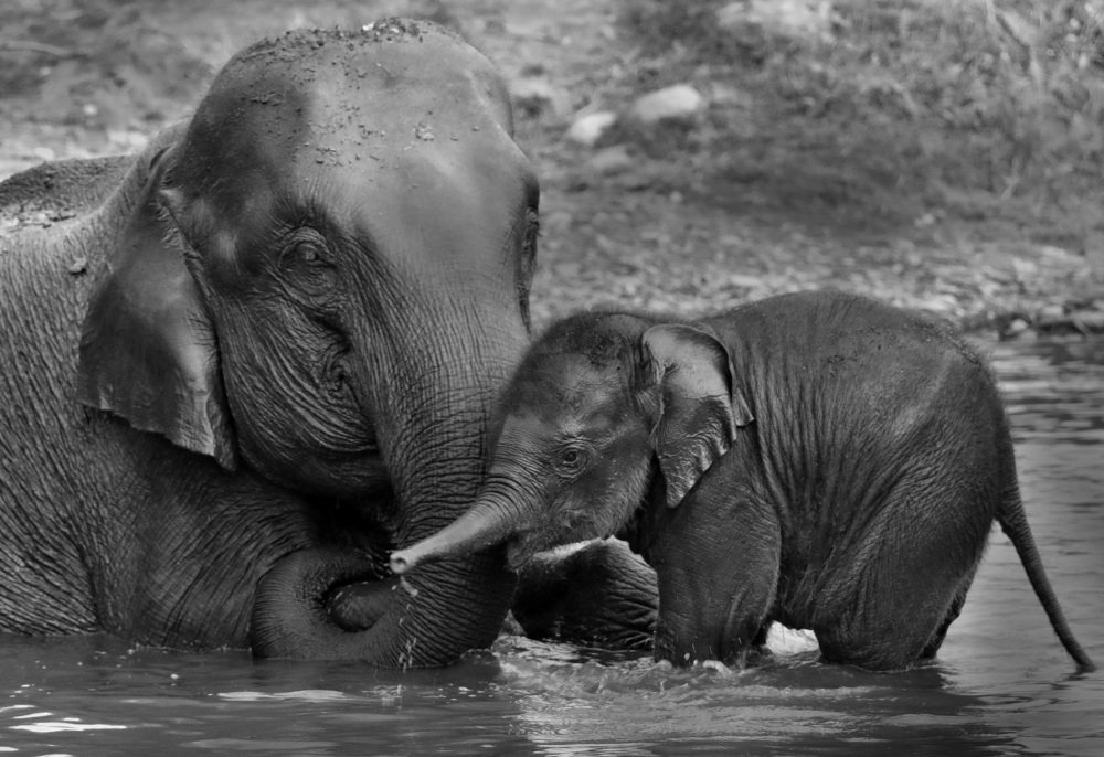 Photograph by Samsul Huda Patgiri