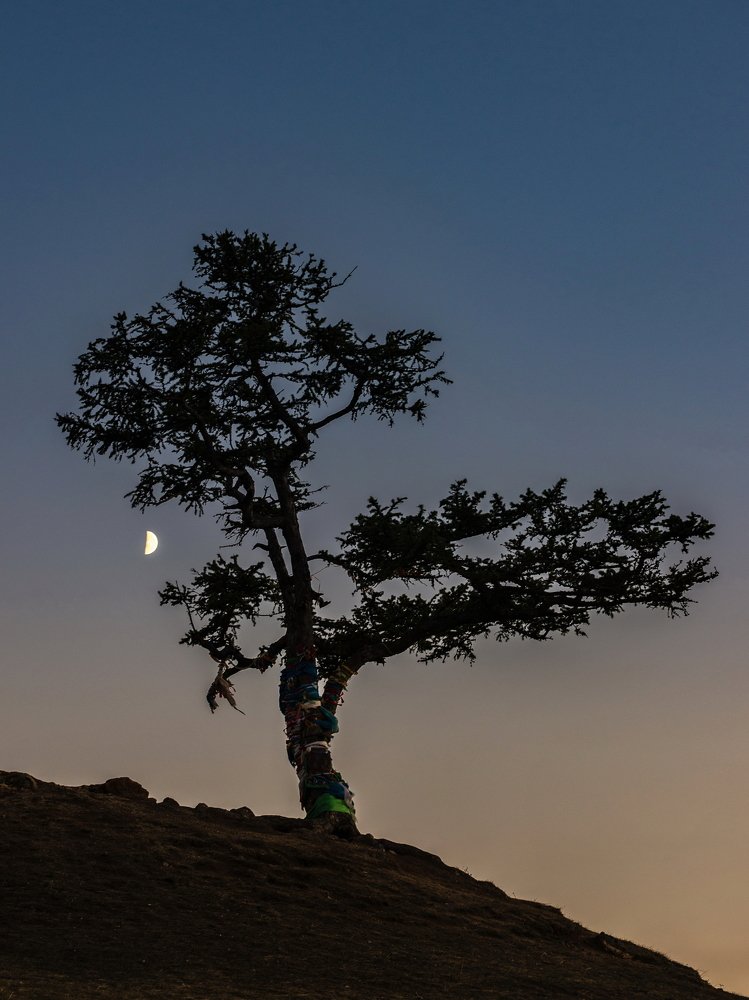 Ольхон. Древо Желаний.