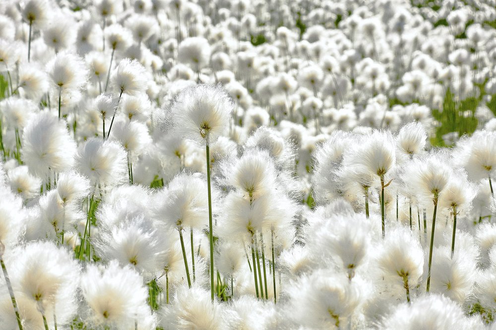 Пушица - летняя изотропия